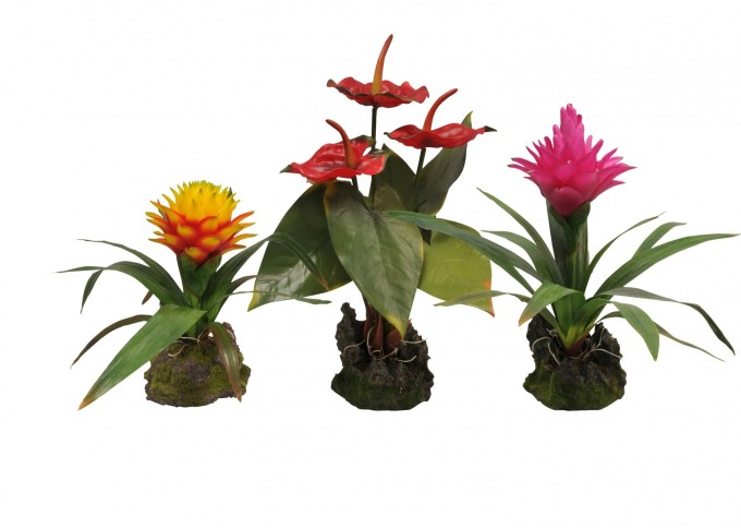 Lucky Reptile Jungle Plants kvetoucí Bromélie purpurová cca 30 cm