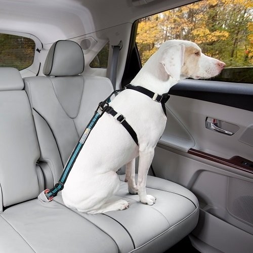 Kurgo Bezpečnostní pás pro psa do auta Direct to Seatbelt Tether modrý