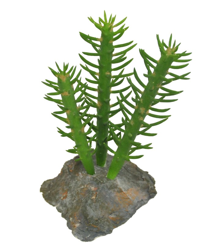 Lucky Reptile-Sukulenty Cactus 3x, cca 15 cm