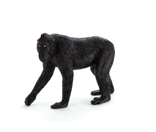 Mojo Makak chocholatý