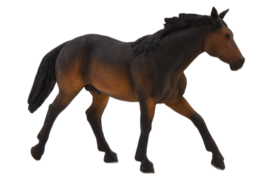 Mojo Hnědák Sooty Bay